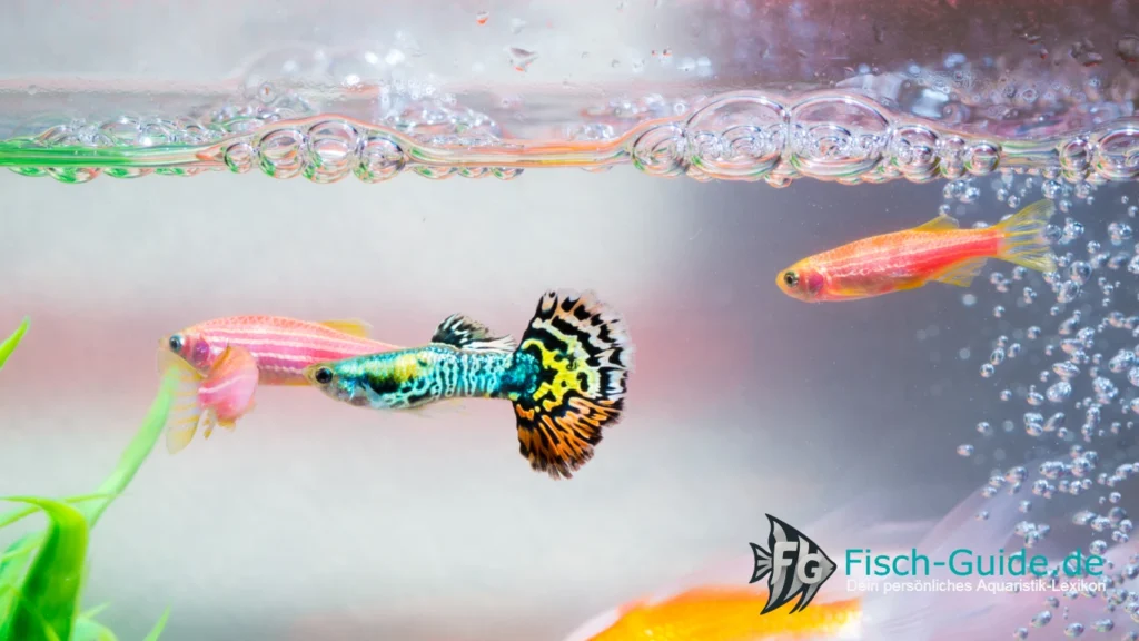 Fische für Anfänger | Fisch-Guide Fische für Anfänger