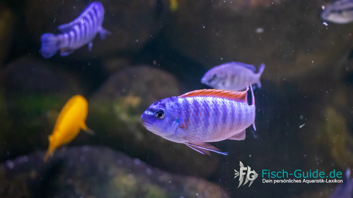 Buntbarsche Cichliden