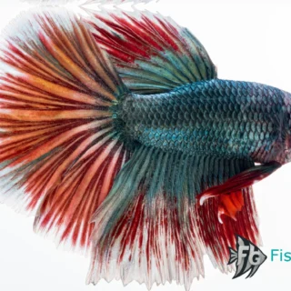 Betta splendens