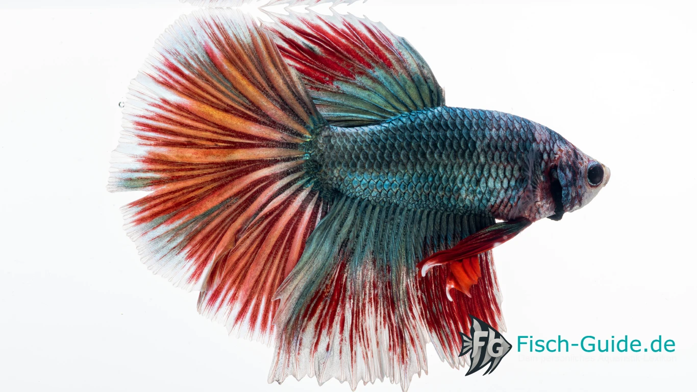 Betta_splendens | Fisch-Guide Betta splendens