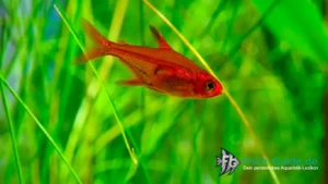 Funkensalmler_Hyphessobrycon amandae