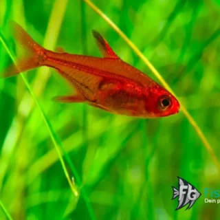 Funkensalmler_Hyphessobrycon amandae