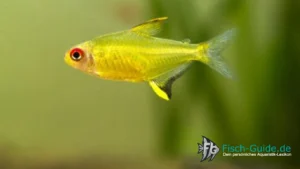 Zitronensalmler Hyphessobrycon pulchripinnis