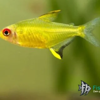 Zitronensalmler Hyphessobrycon pulchripinnis