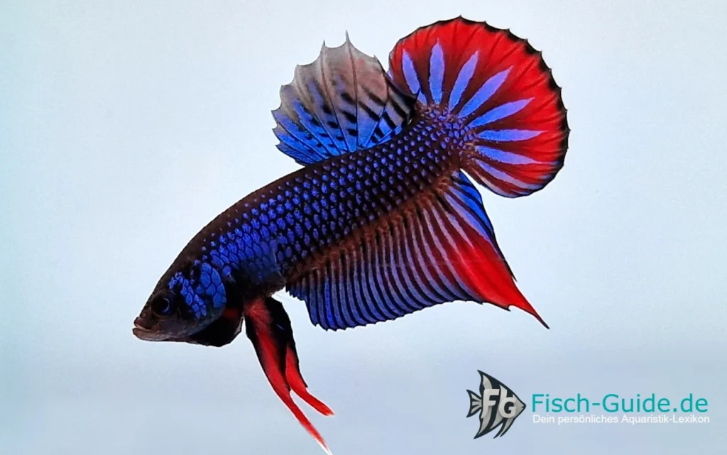 betta-imbellis | Fisch-Guide Betta Imbellis