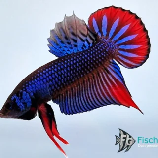 Betta Imbellis