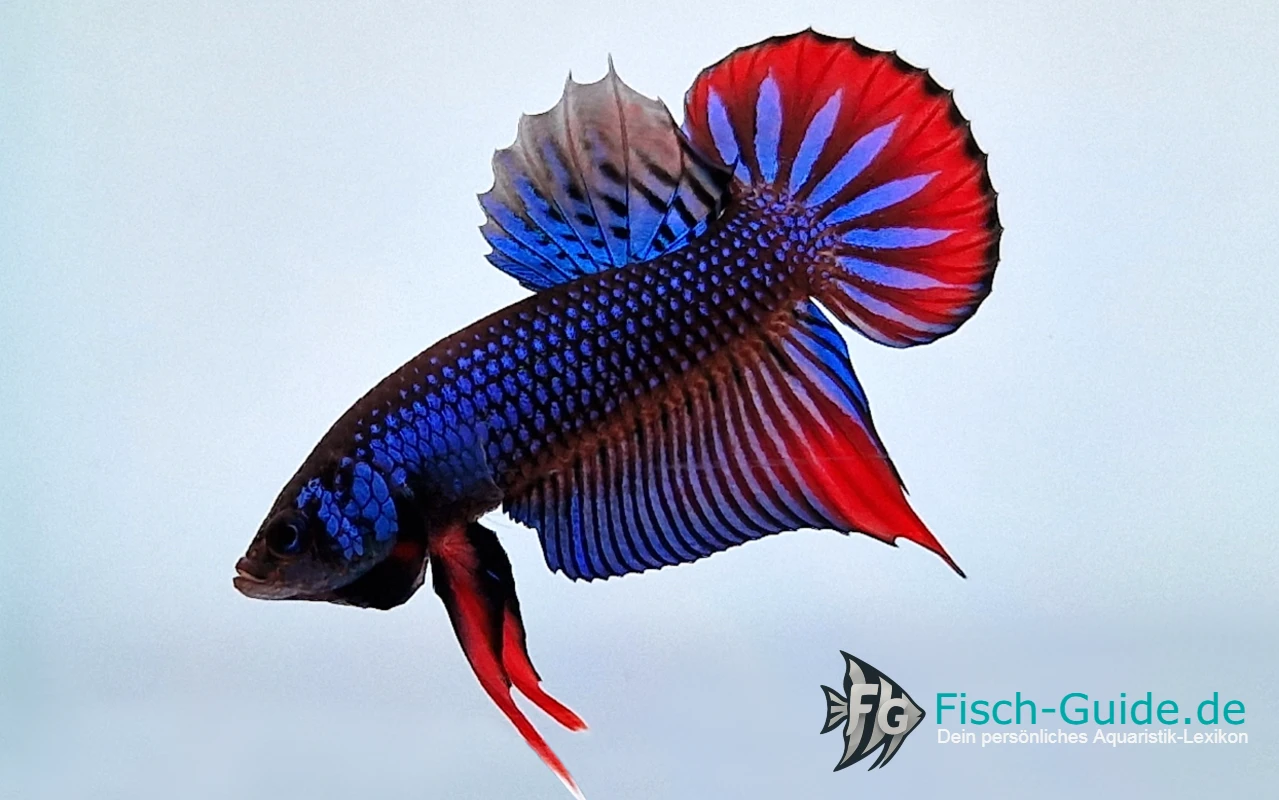 Betta Imbellis