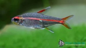 gluehlichtsalmler-hemigrammus-erythrozonus