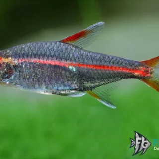 gluehlichtsalmler-hemigrammus-erythrozonus