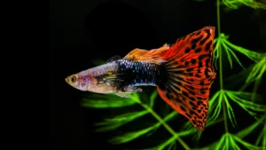 guppy