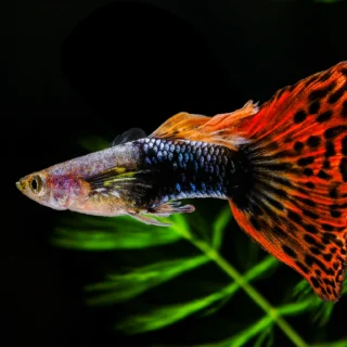 guppy