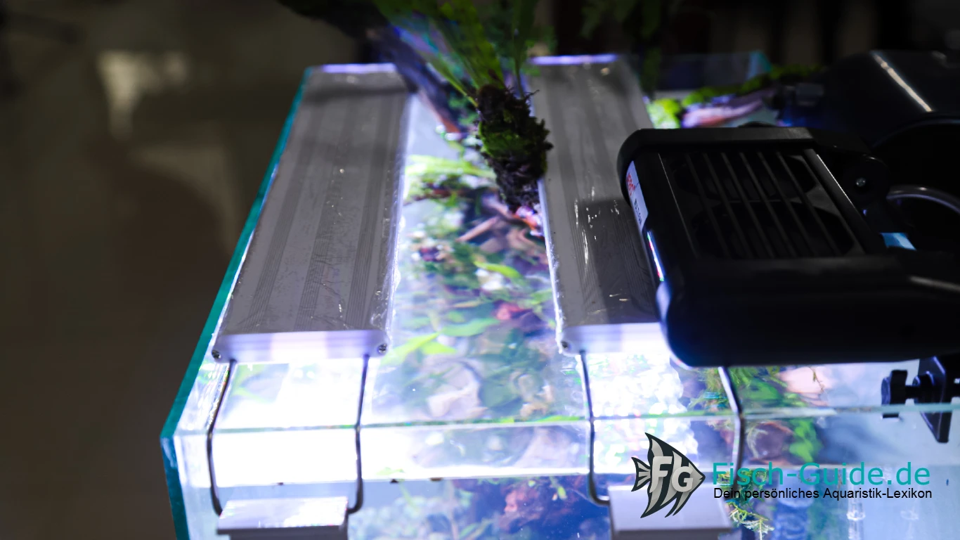 Aquarium Beleuchtung