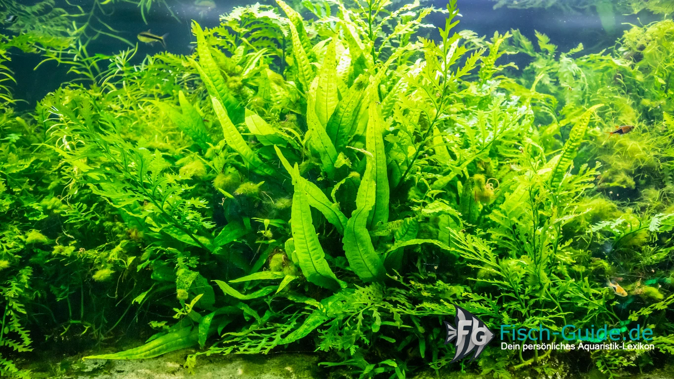 Aquarium Pflanzen für Anfänger