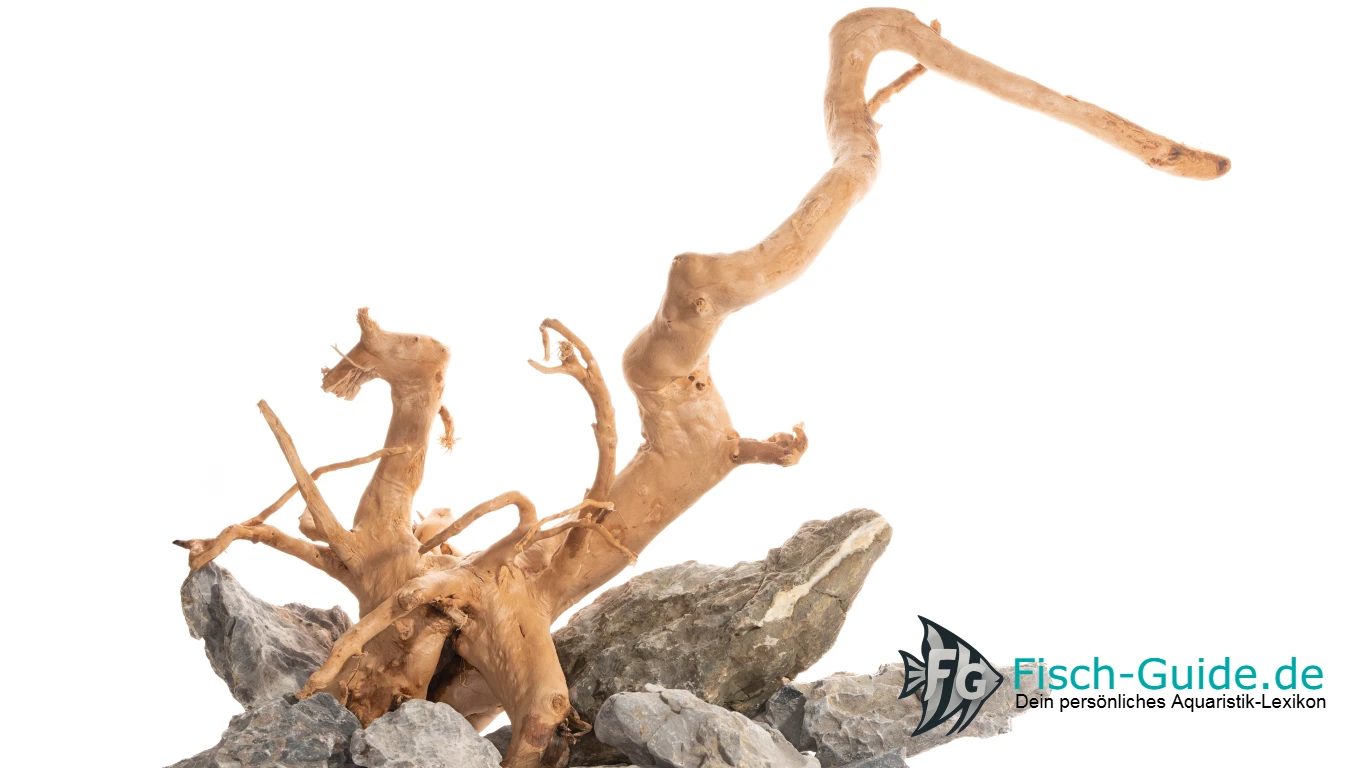Aquarium Wurzeln