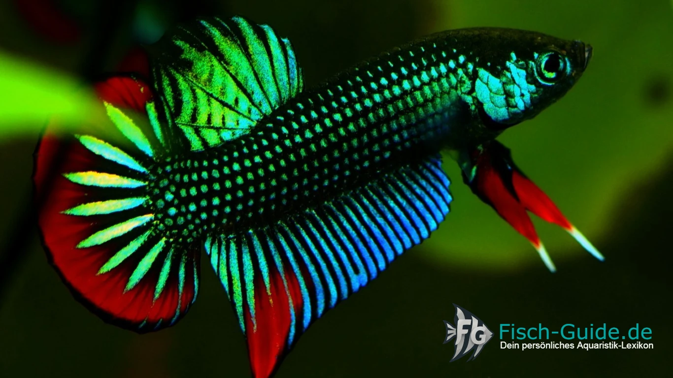 Betta imbellis Zucht