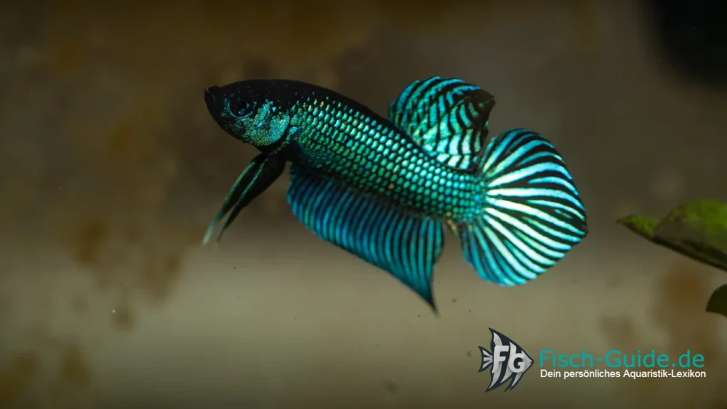 Betta mahachaiensis | Fisch-Guide Betta mahachaiensis