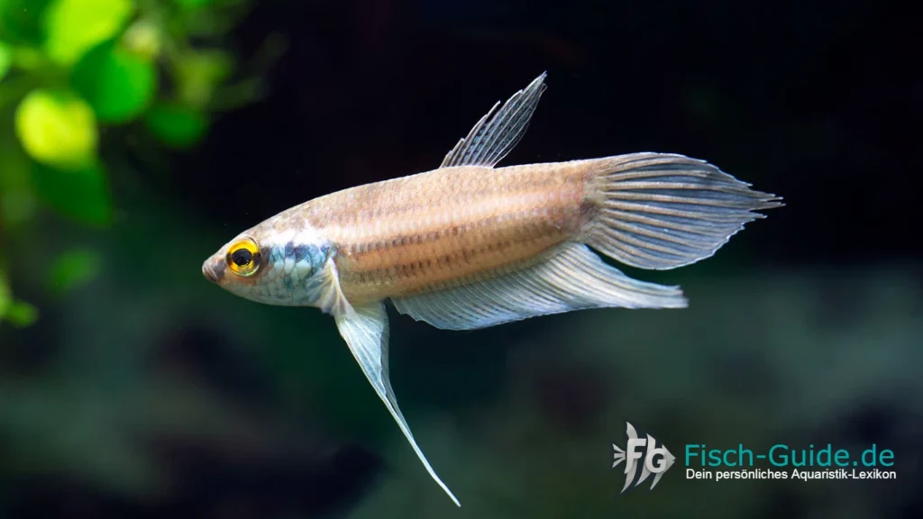 Betta pugnax | Fisch-Guide Betta pugnax