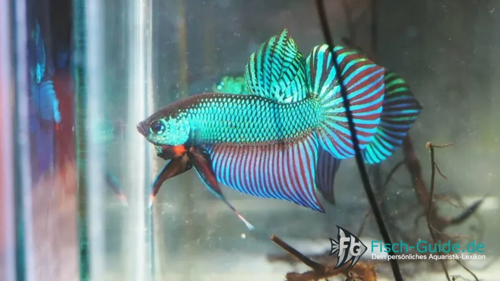 Betta smaragdina | Fisch-Guide Betta smaragdina