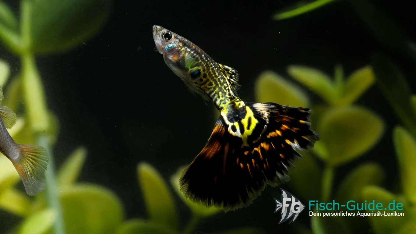 Guppy Haltung