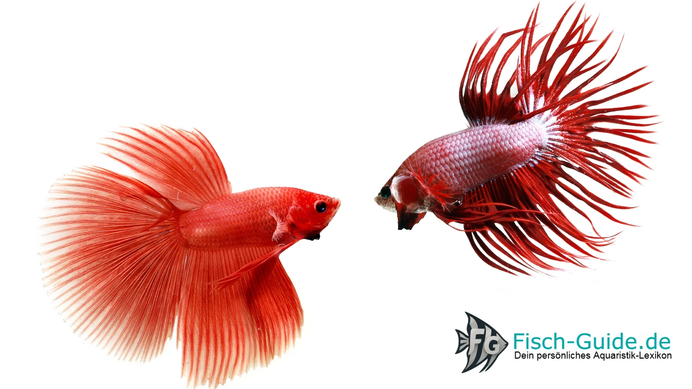 Kampffisch Arten Guide