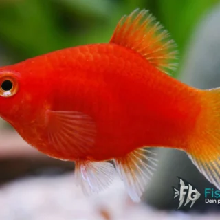Platy Haltung