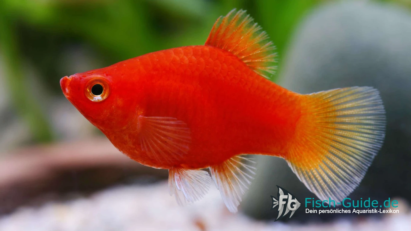 Platy Haltung