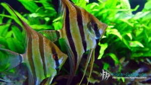 Skalar Pterophyllum scalare | Fisch-Guide Skalar (Pterophyllum scalare)