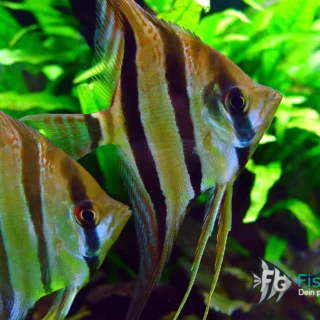 Skalar (Pterophyllum scalare)