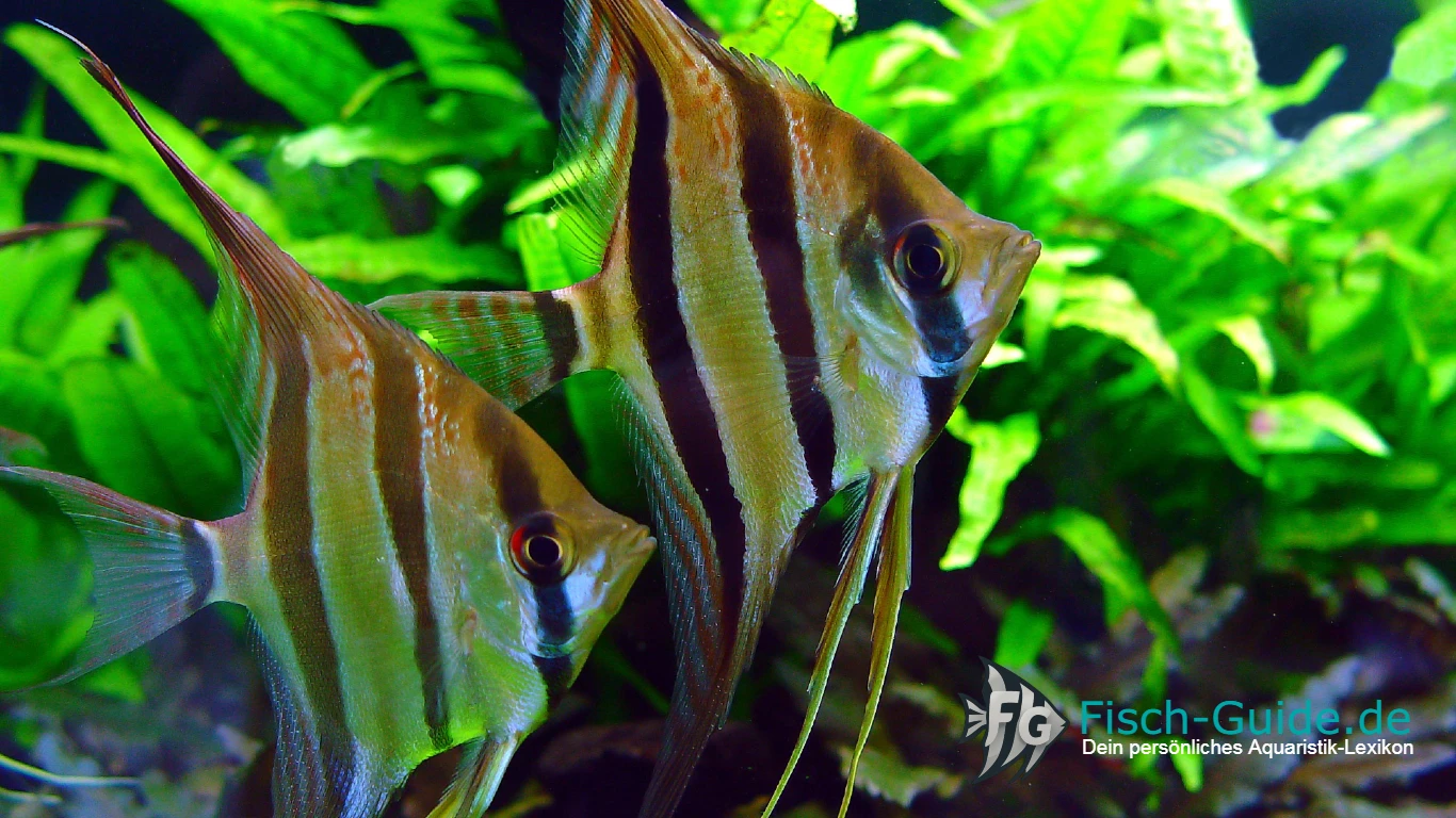 Skalar (Pterophyllum scalare)