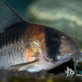 Adolfos Panzerwels (Corydoras adolfoi)