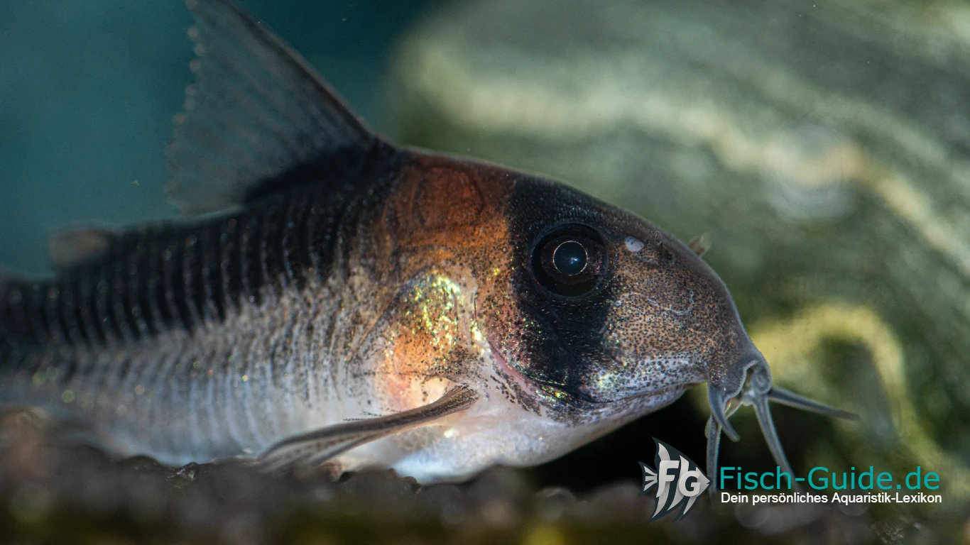 Adolfos Panzerwels (Corydoras adolfoi)