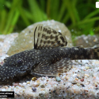 Brauner Antennenwels (Ancistrus cf. cirrhosus)