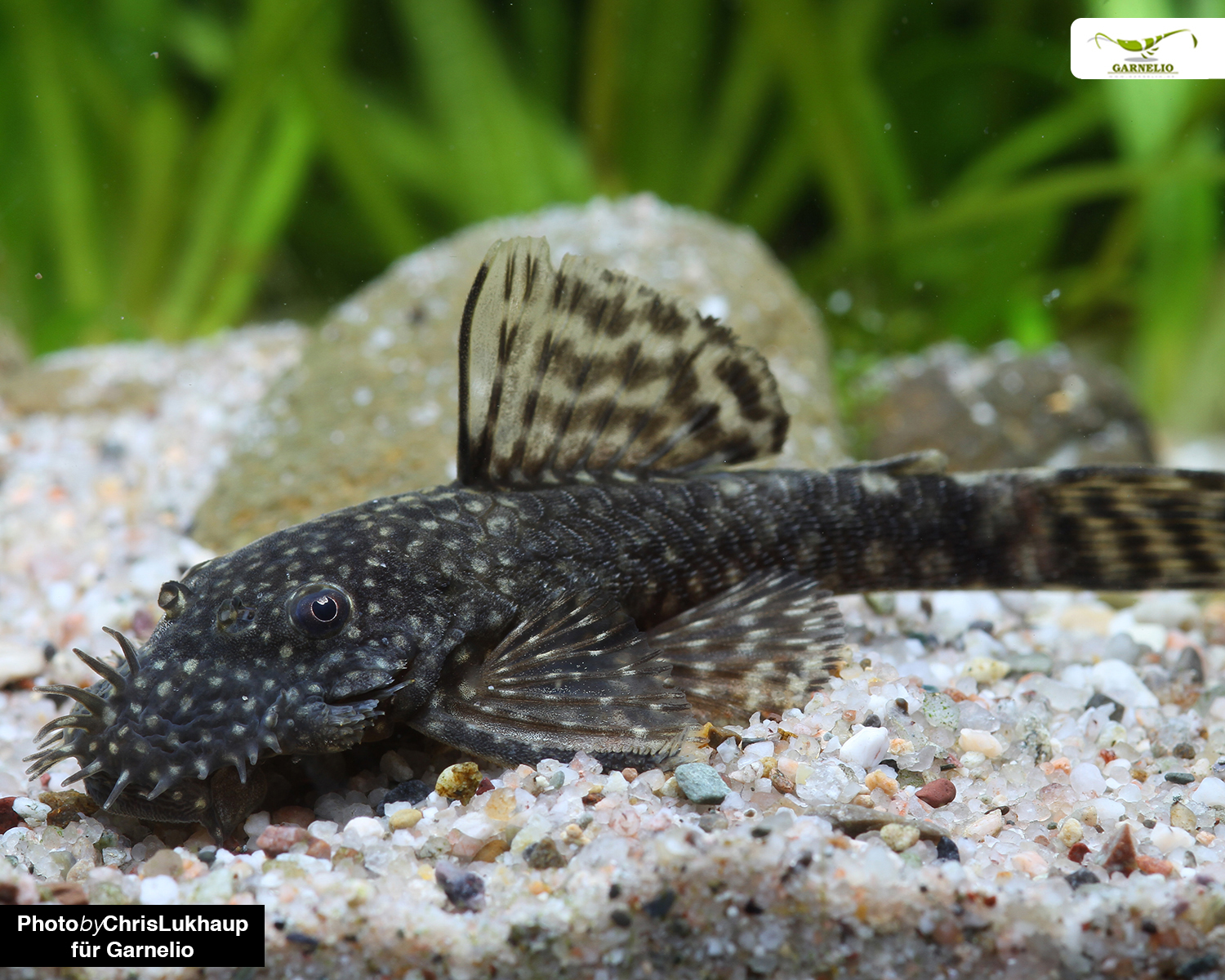 Brauner Antennenwels (Ancistrus cf. cirrhosus)