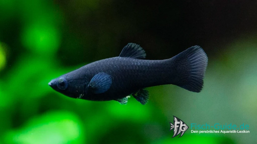 Black-Molly-Poecilia-sphenops | Fisch-Guide Black-Molly-Poecilia-sphenops