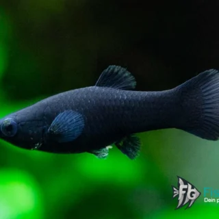 Black-Molly-Poecilia-sphenops