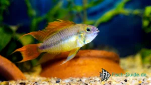 Kakadu-Zwergbuntbarsch-apistogramma-cacatuoides | Fisch-Guide Kakadu-Zwergbuntbarsch