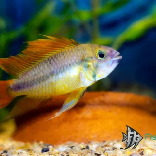 Kakadu-Zwergbuntbarsch