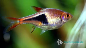 Keilfleckbärbling Trigonostigma heteromorpha | Fisch-Guide Keilfleckbärbling (Trigonostigma heteromorpha)