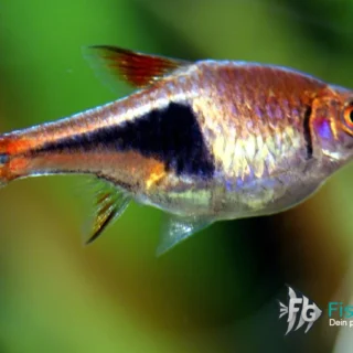 Keilfleckbärbling (Trigonostigma heteromorpha)