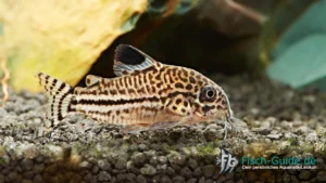 Leopard-Panzerwels (Corydoras trilineatus)