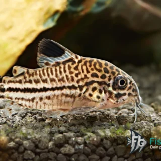Leopard-Panzerwels (Corydoras trilineatus)