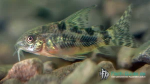 Marmorierter Panzerwels (Corydoras paleatus)