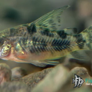 Marmorierter Panzerwels (Corydoras paleatus)