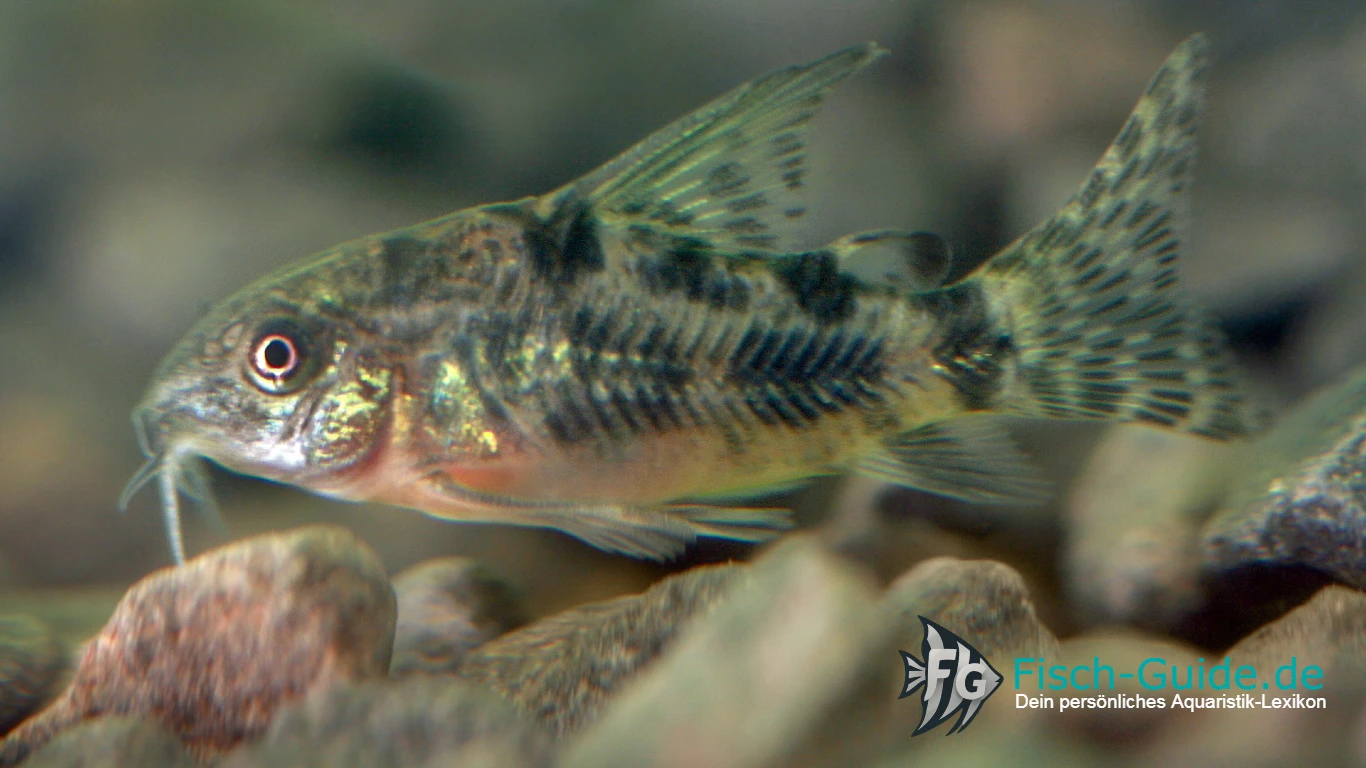 Marmorierter Panzerwels (Corydoras paleatus)