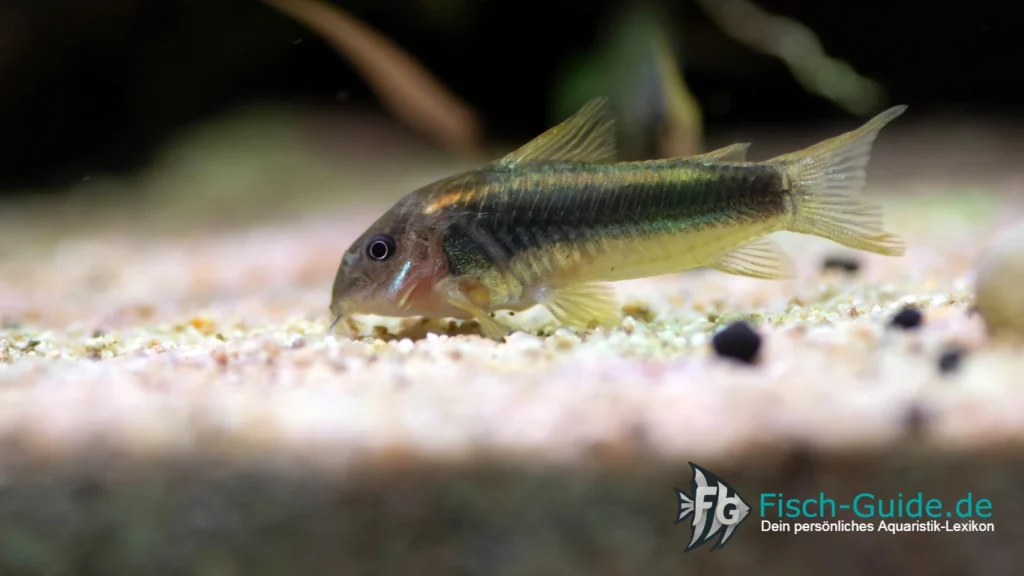 Metallpanzerwels Corydoras aeneus | Fisch-Guide Metallpanzerwels Corydoras aeneus