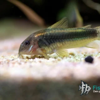 Metallpanzerwels Corydoras aeneus