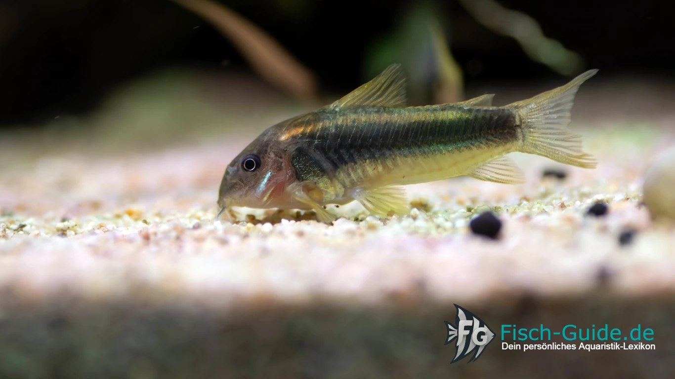 Metallpanzerwels Corydoras aeneus