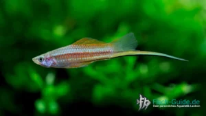 Schwerttraeger-Xiphophorus-helleri | Fisch-Guide Schwerttraeger-Xiphophorus-helleri