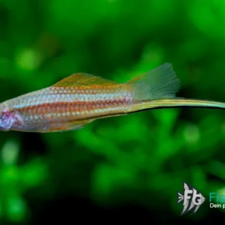 Schwerttraeger-Xiphophorus-helleri