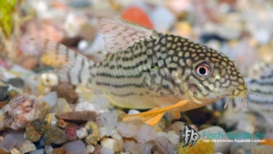 Sterbas Panzerwels (Corydoras sterbai)